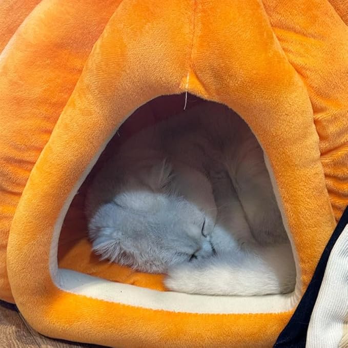 Balkabağı Kedi Yuvası