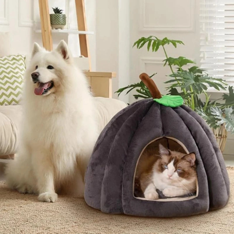 Balkabağı Kedi Yuvası